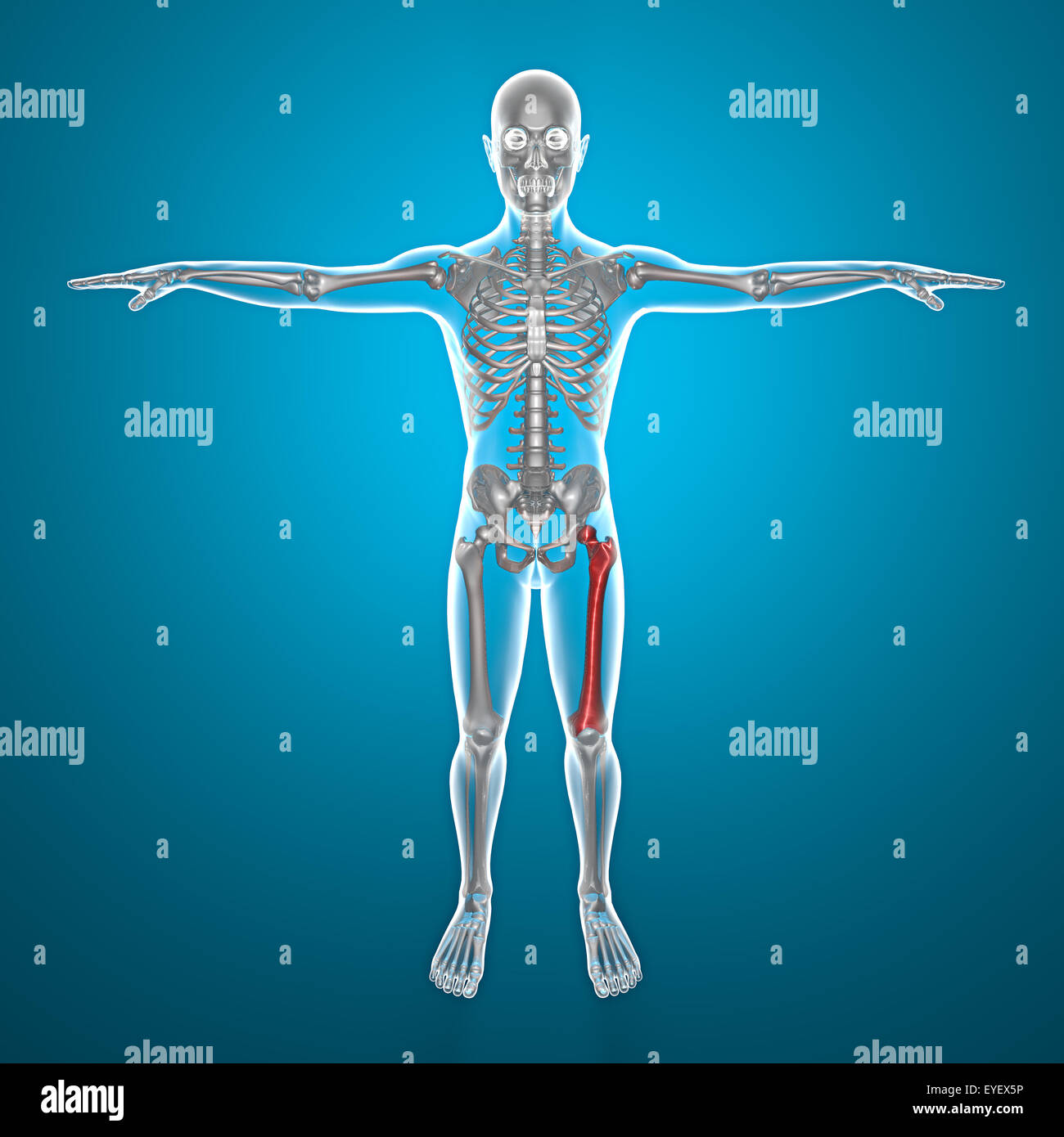 X ray del corpo umano e lo scheletro con dolore in gamba Foto Stock