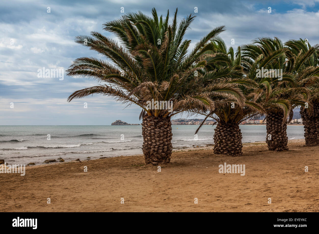 Gruppo di palme sulla spiaggia vicino a Peniscola, Spagna, con storm avvicinando Foto Stock