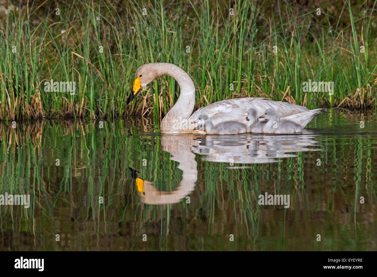 Whooper swan (Cygnus cygnus) adulto nuotare nel lago con cygnets in primavera in Scandinavia Foto Stock