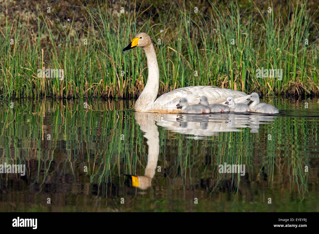 Whooper swan (Cygnus cygnus) adulto nuotare nel lago con cygnets in primavera in Scandinavia Foto Stock