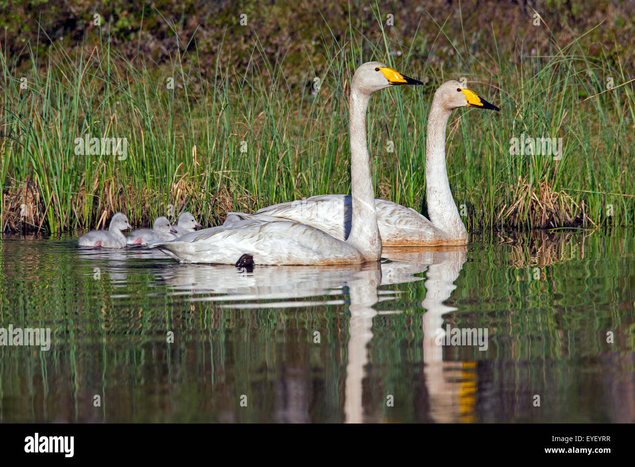 Whooper swan (Cygnus cygnus) genitori nuotare nel lago con cygnets in primavera in Scandinavia Foto Stock