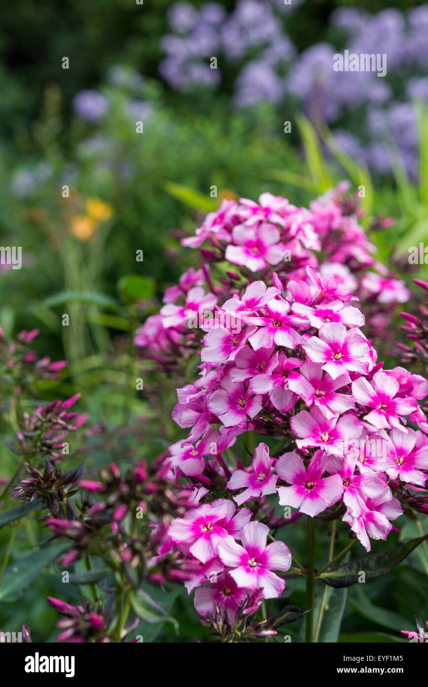 Phlox paniculata 'Miss Elie'. Una splendida rosa intenso fioritura phlox in un giardino estivo. Foto Stock