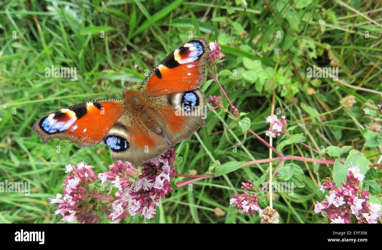 Farfalla pavone (Aglais io). Foto Tony Gale Foto Stock