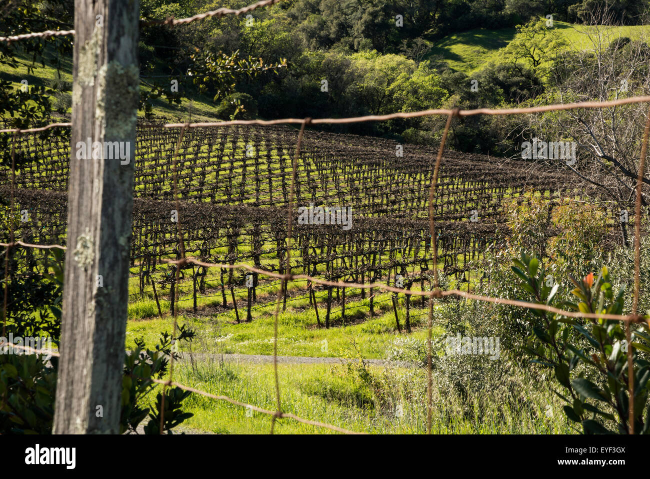 Una vista di un California vigna attraverso un recinto di filo Foto Stock