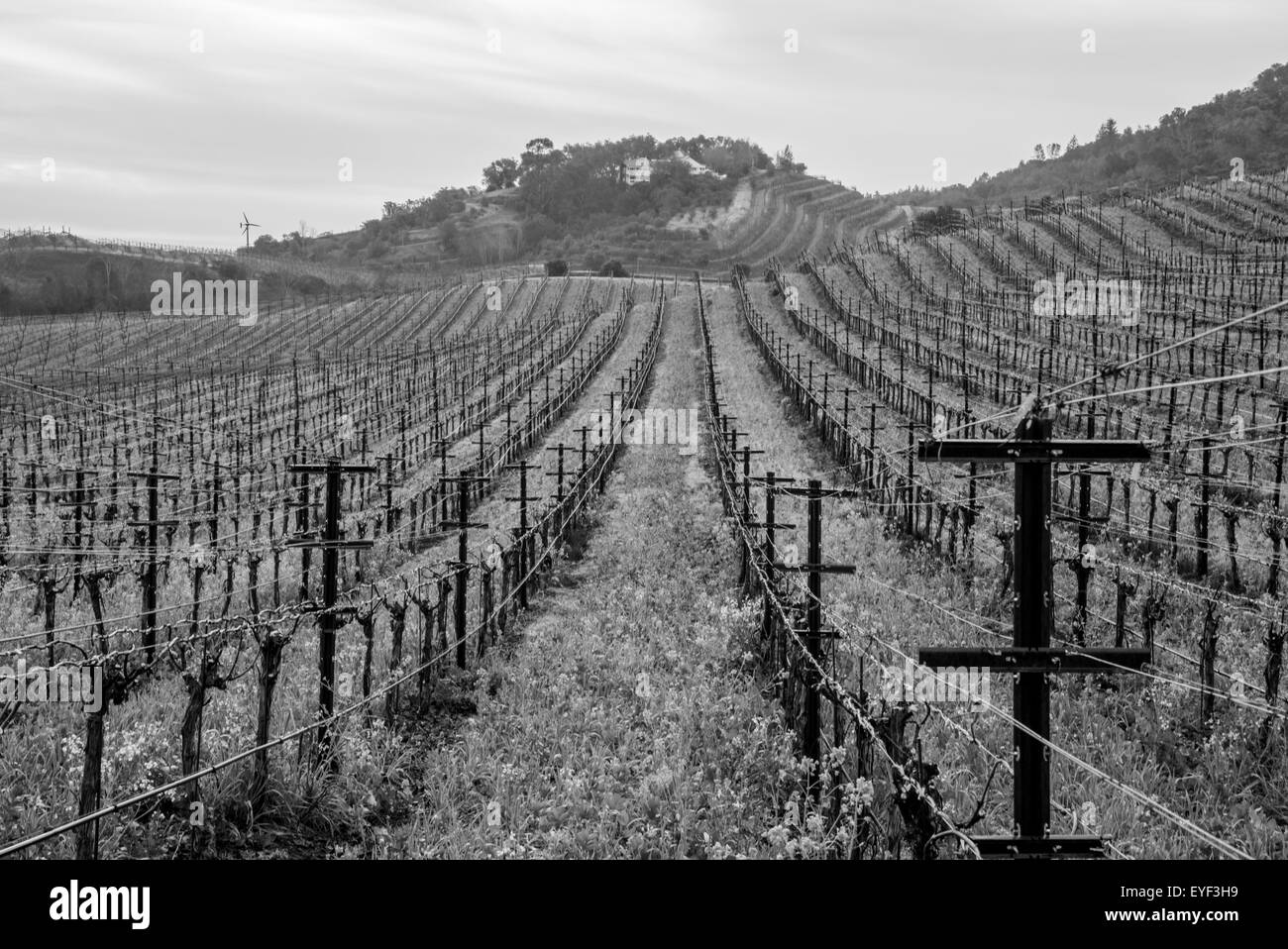 Perfettamente distanziati filari di viti in California Foto Stock