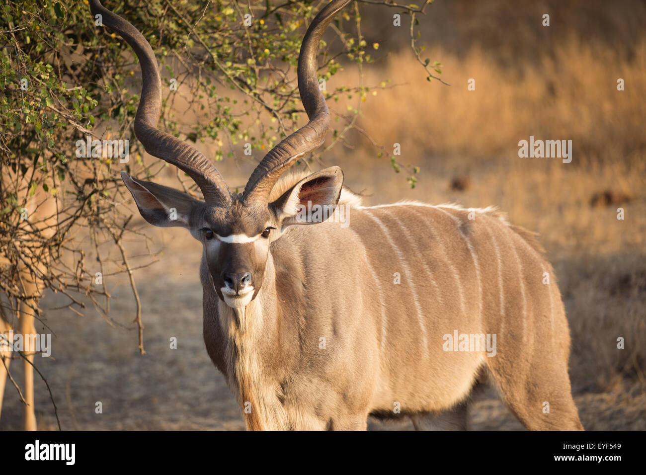Grande maschio Kudu guardando la telecamera nel Parco Nazionale di Kruger, Sud Africa Foto Stock