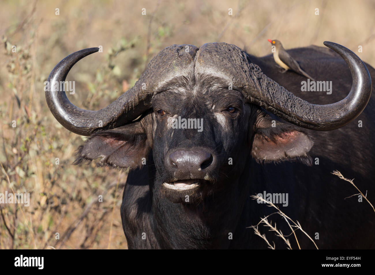 Buffalo con red fatturati oxpecker sat sulla sua schiena, mastica erba nel Parco Nazionale di Kruger Foto Stock