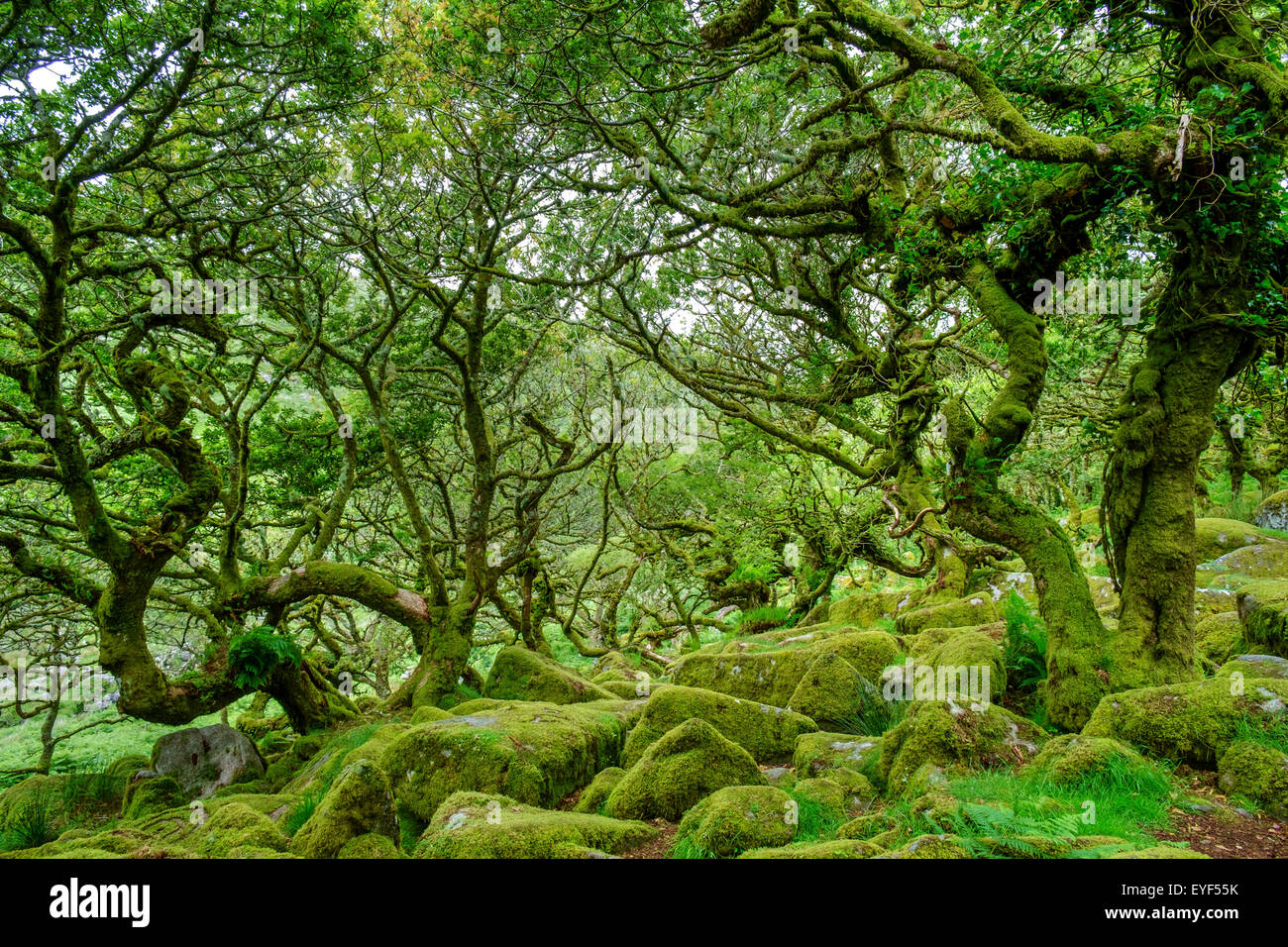 Wistman il legno ad alta altitudine oakwood (Quercus robur), in prossimità di due ponti, Parco Nazionale di Dartmoor, Devon, Inghilterra, Regno Unito Foto Stock