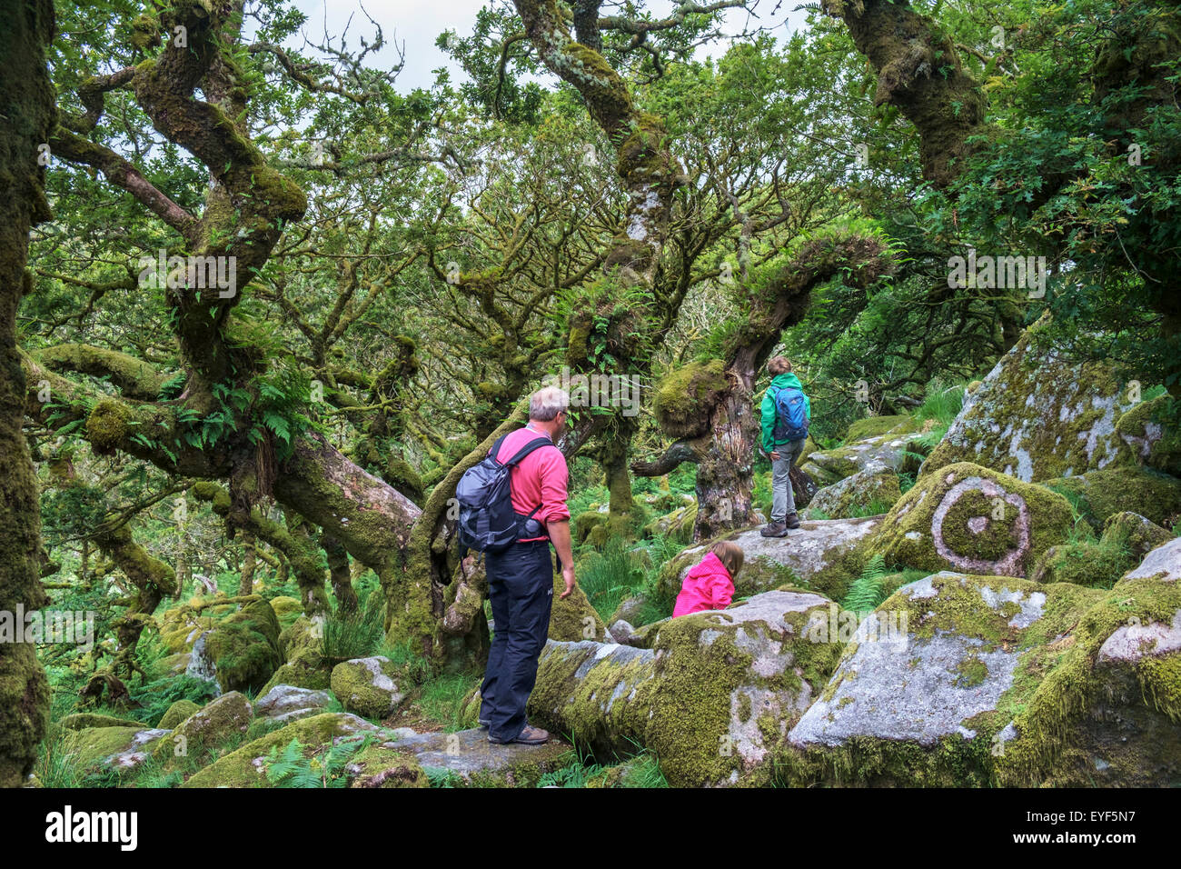 Una famiglia a piedi nella Wistman il legno ad alta altitudine oakwood (Quercus robur), in prossimità di due ponti, Dartmoor Devon, Inghilterra, Regno Unito Foto Stock