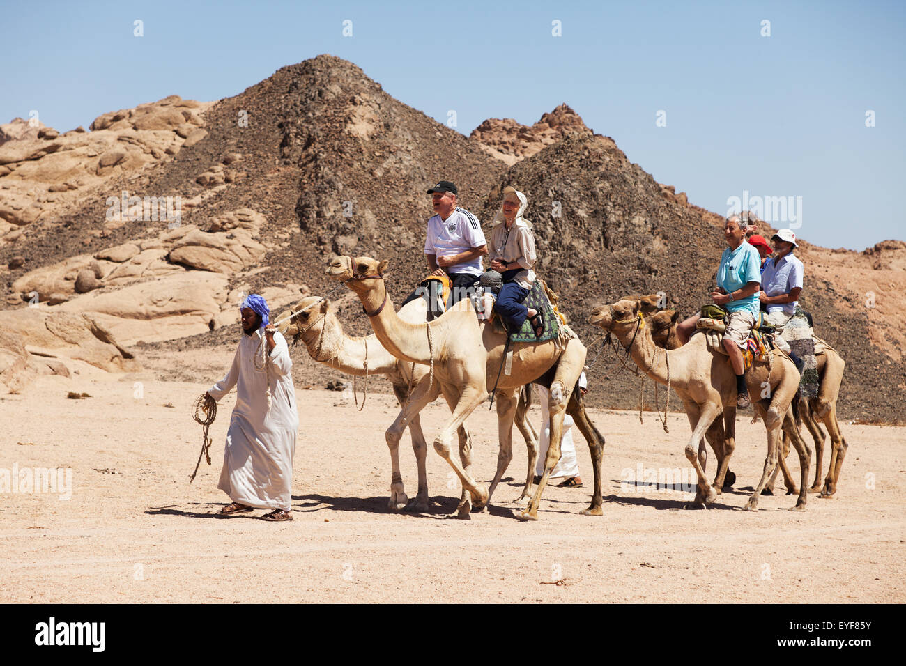 Deserto corsa in cammello, South Sinai; Sharm el-Sheikh, Egitto Foto stock  - Alamy