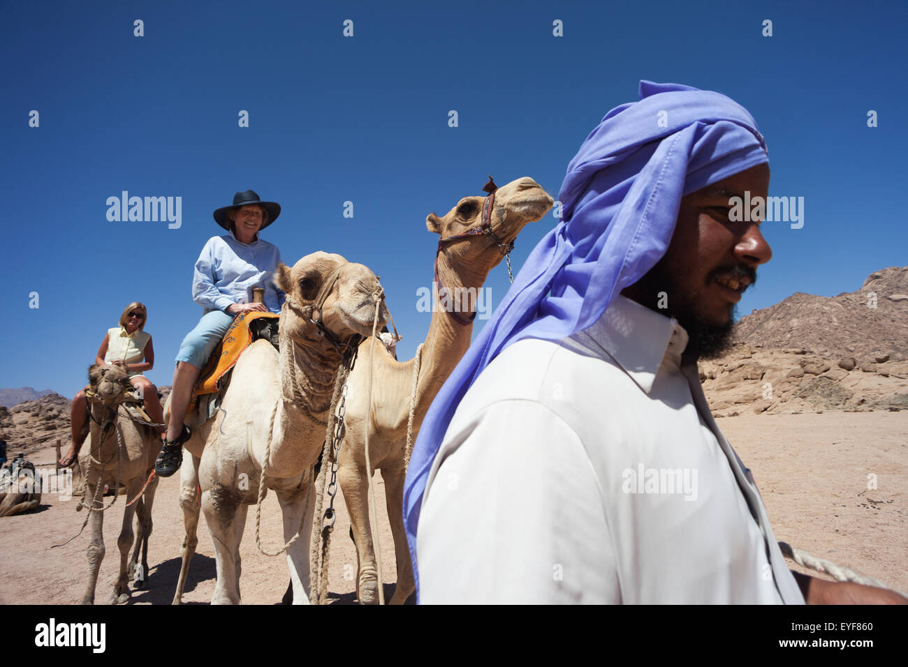 Deserto corsa in cammello, South Sinai; Sharm el-Sheikh, Egitto Foto Stock