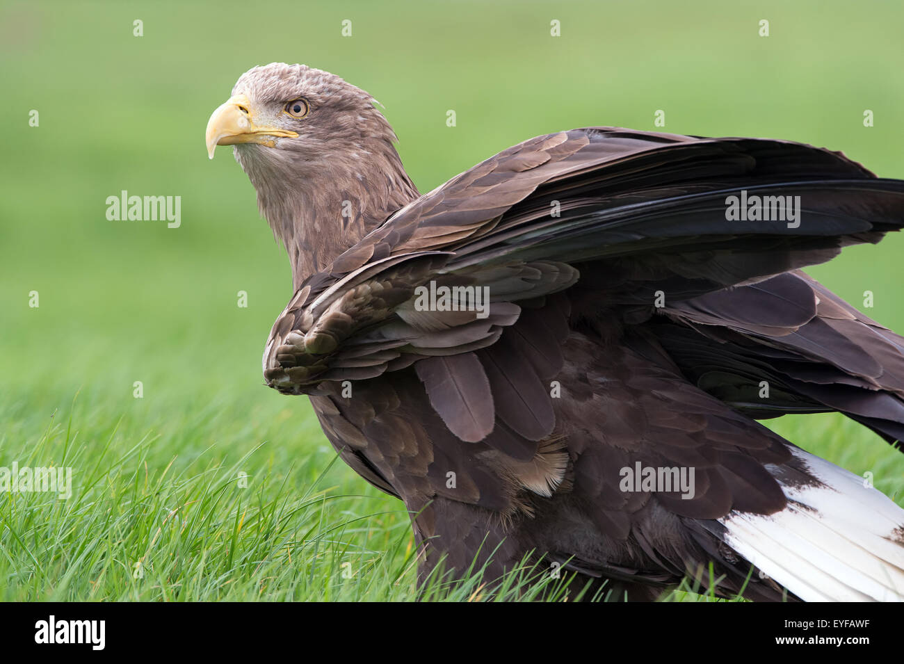 White Tailed Sea Eagle (Haliaeetus albicilla) Foto Stock