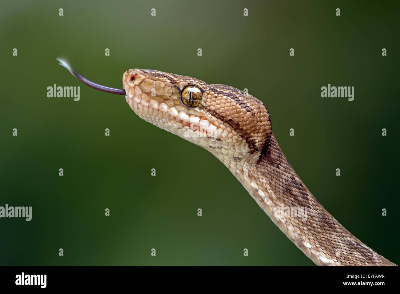 Amazon Tree Boa (Corallus Hortulanus) Foto Stock
