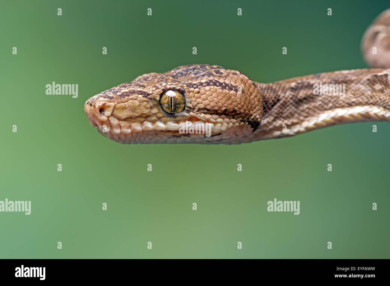 Amazon Tree Boa (Corallus Hortulanus) Foto Stock