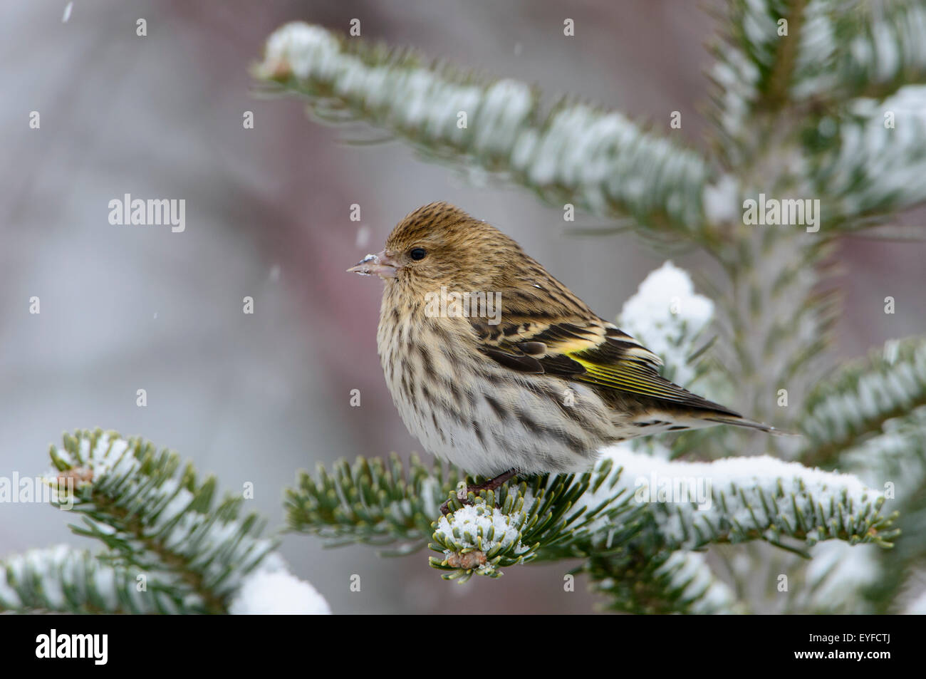 Un pino lucherino (Carduelis pinus) durante una nevicata invernale, Montana Foto Stock