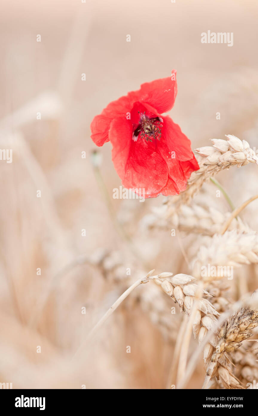 Papavero rosso fiore, Papaver rhoeas, fioritura in wheatfield con il grano in estate. Foto Stock