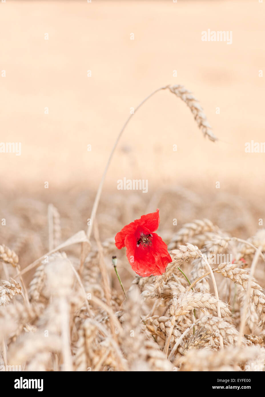 Papavero rosso fiore, Papaver rhoeas, fioritura in wheatfield con il grano in estate. Foto Stock