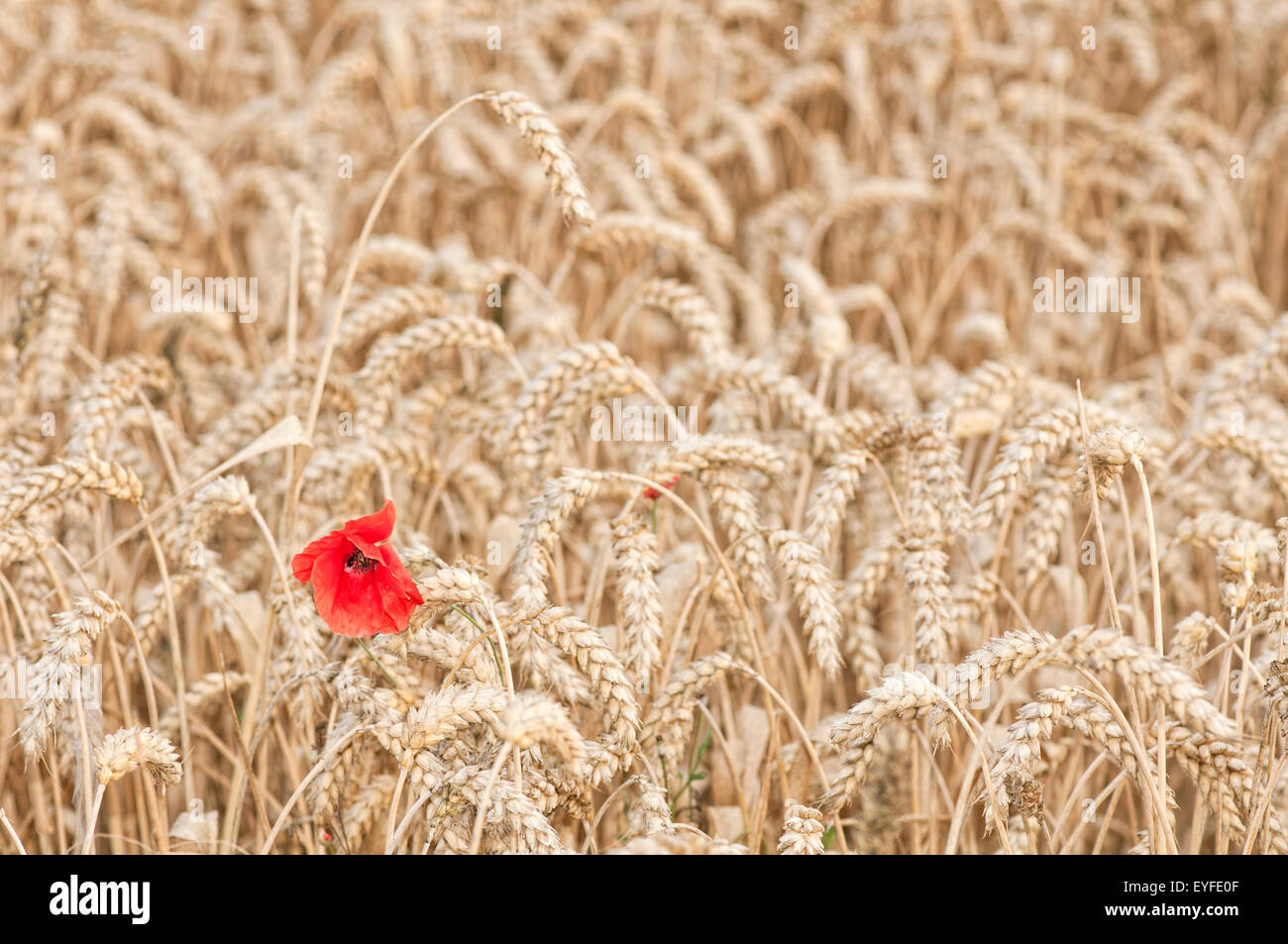 Papavero rosso fiore, Papaver rhoeas, fioritura in wheatfield con il grano in estate. Foto Stock
