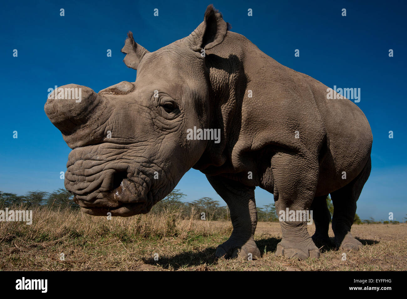 Grande Northen rinoceronte bianco in involucro speciale, Ol Pejeta Conservancy; Kenya Foto Stock Grande Northen rinoceronte bianco in involucro speciale, Ol Pejeta Conservancy; Kenya Foto Stock