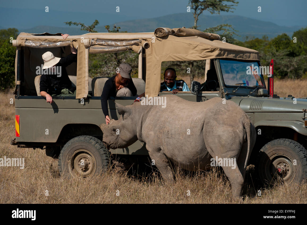 I turisti in 4x4 guardando a sud del rinoceronte bianco in particolare il santuario di rhino, Ol Pejeta Conservancy; Kenya Foto Stock
