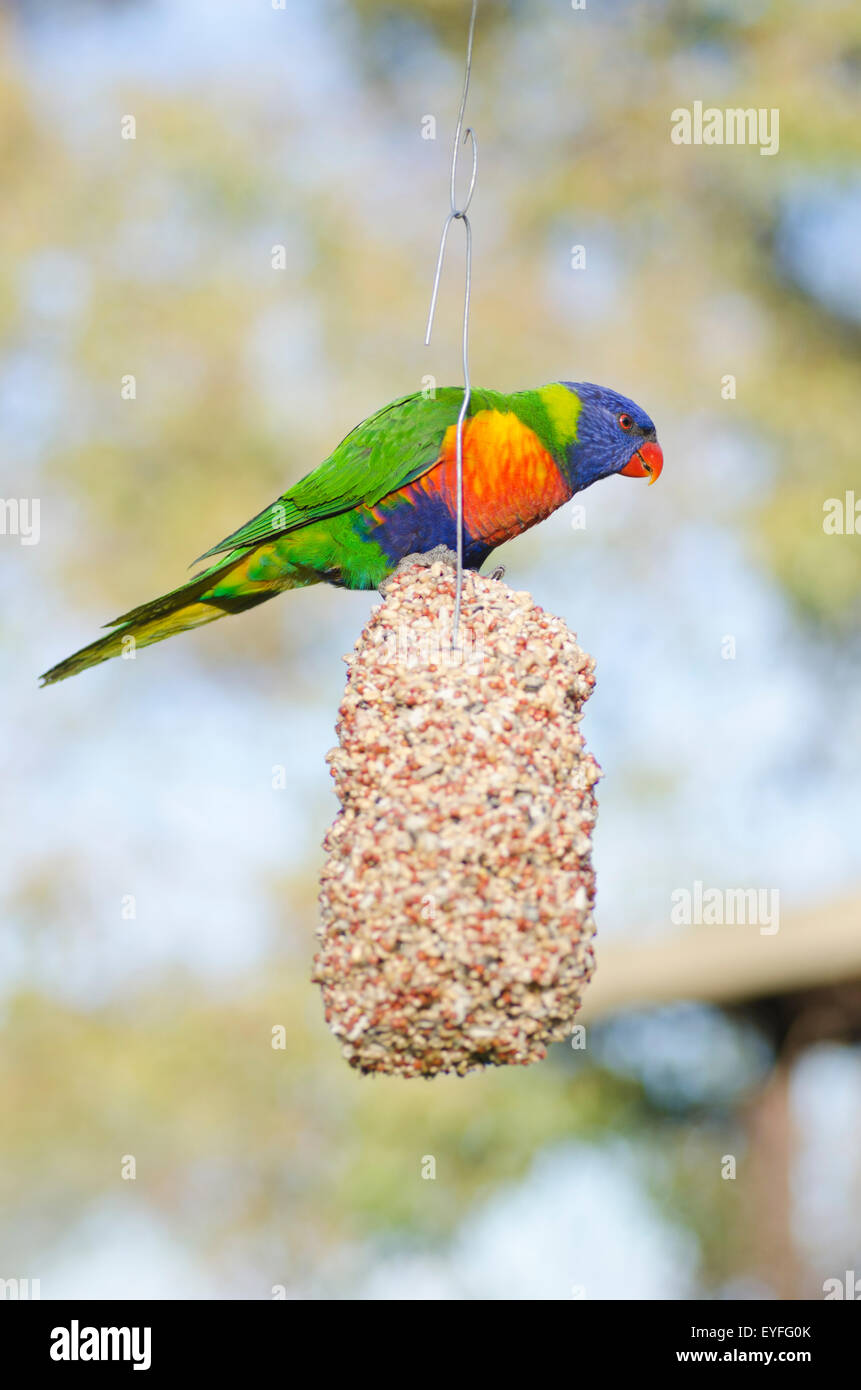 Rainbow Lorikeet Trichoglossus haematodus alimentare Foto Stock