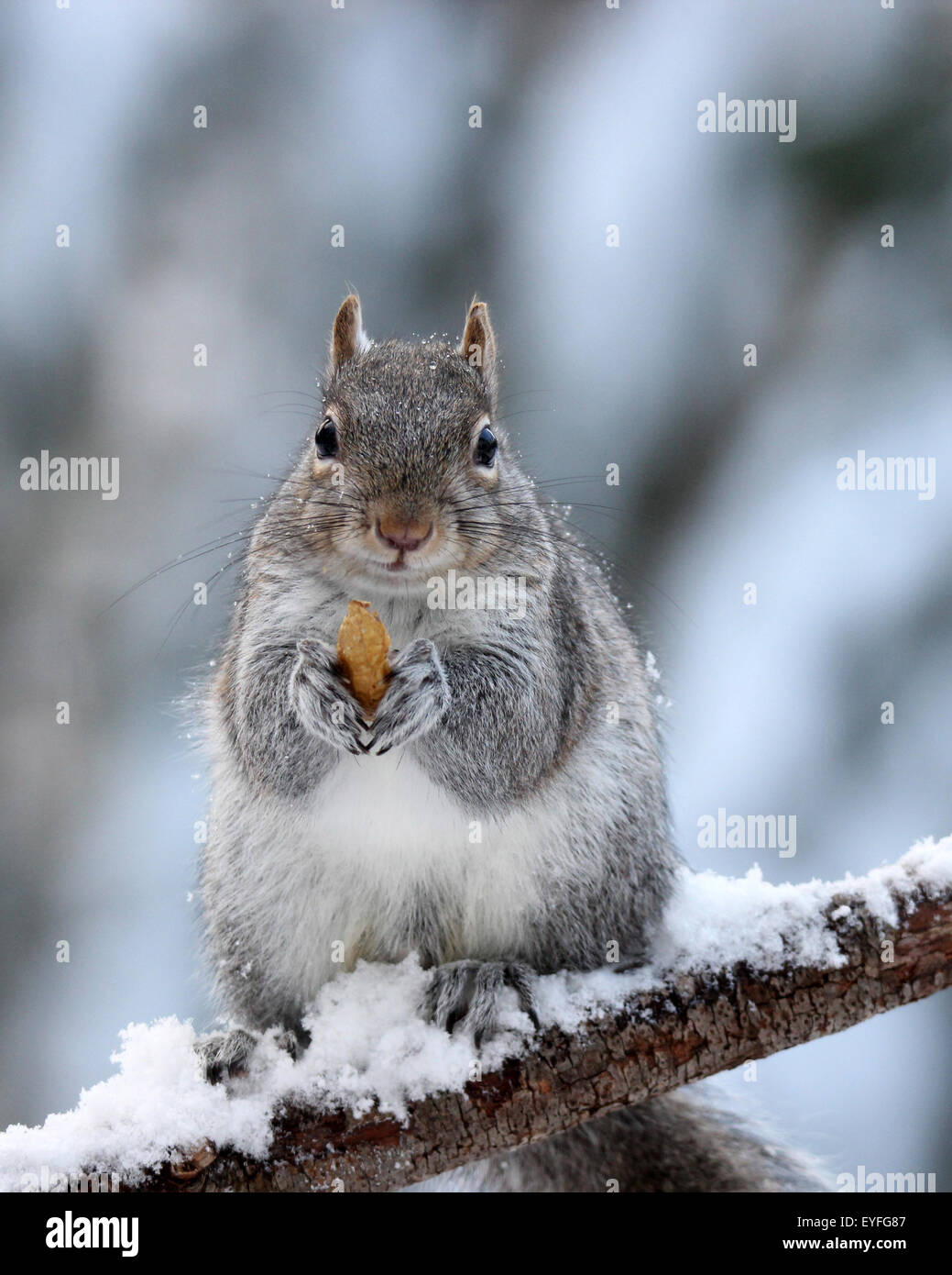 Un Americano di scoiattolo grigio (Sciurus carolinensis) tenendo un dado nel suo zampe in un giorno di neve in inverno Foto Stock