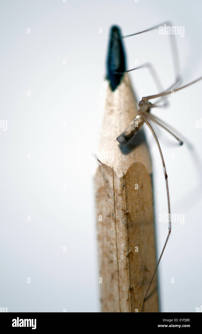 Close-up di una matita con un comune ragno. Foto Stock
