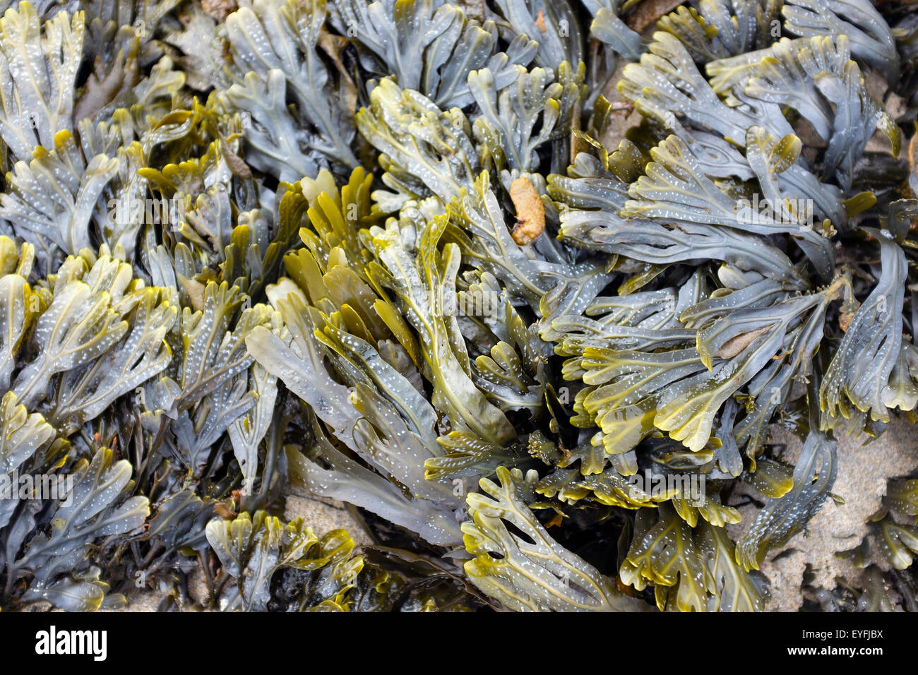 Close-up di alghe a bassa marea sulla spiaggia Poreath in Cornovaglia. Foto Stock