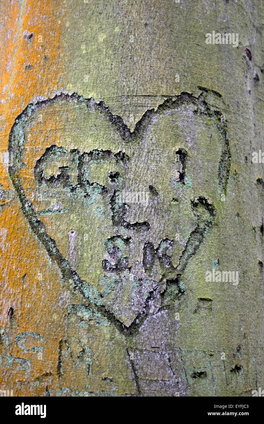Cuore intagliato e iniziali in una dichiarazione di amore su un tronco di albero. Foto Stock
