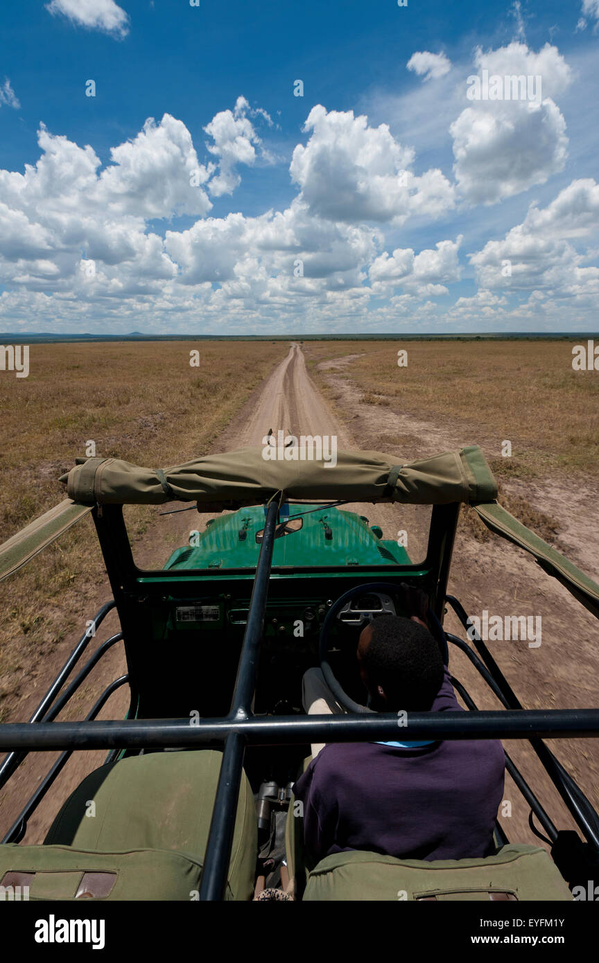 Guida su strada piana e sulla pianura erbosa, Ol Pejeta Conservancy; Kenya Foto Stock