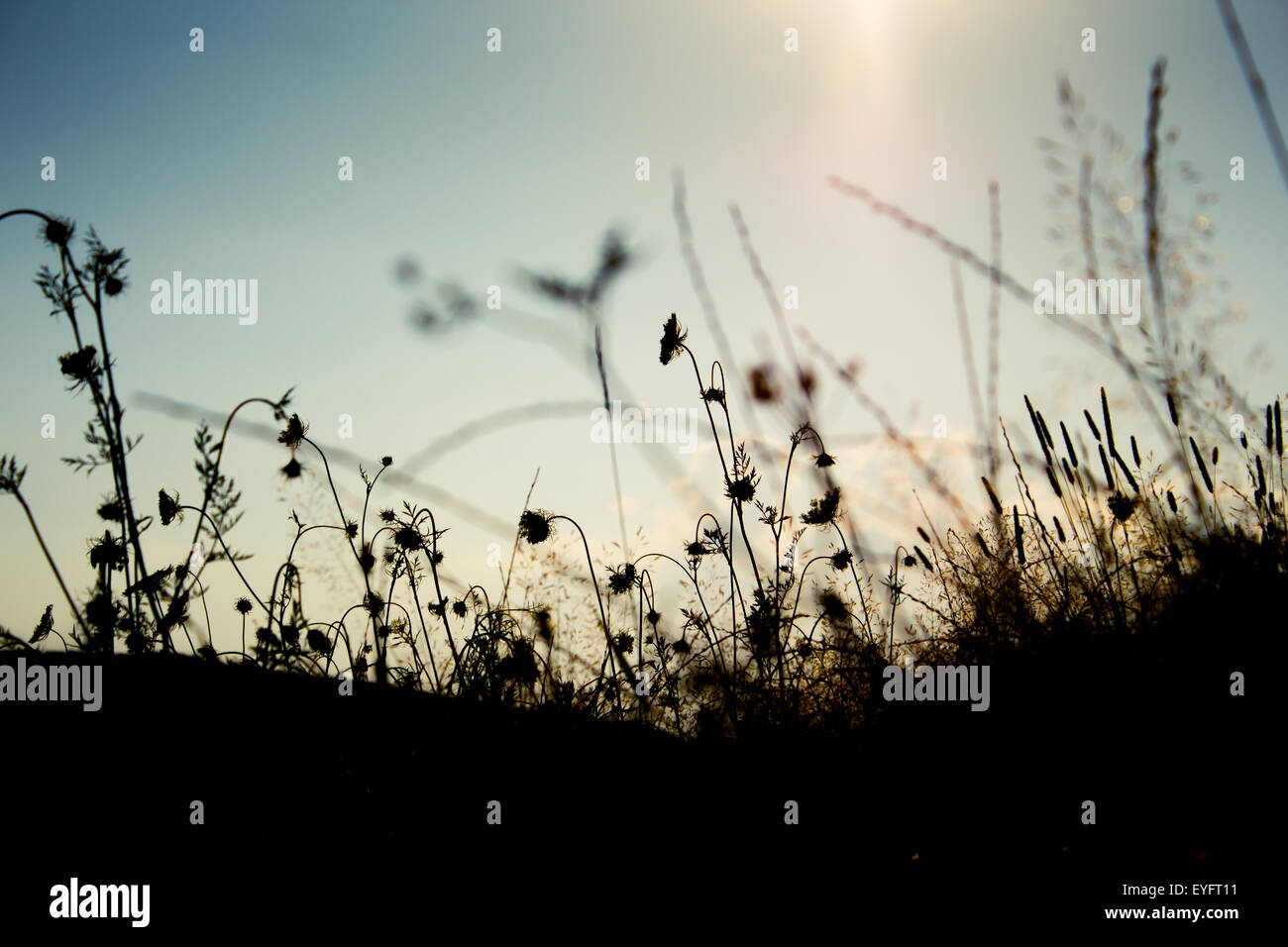Silhouette di erba in estate la luce del tramonto su un campo Foto Stock