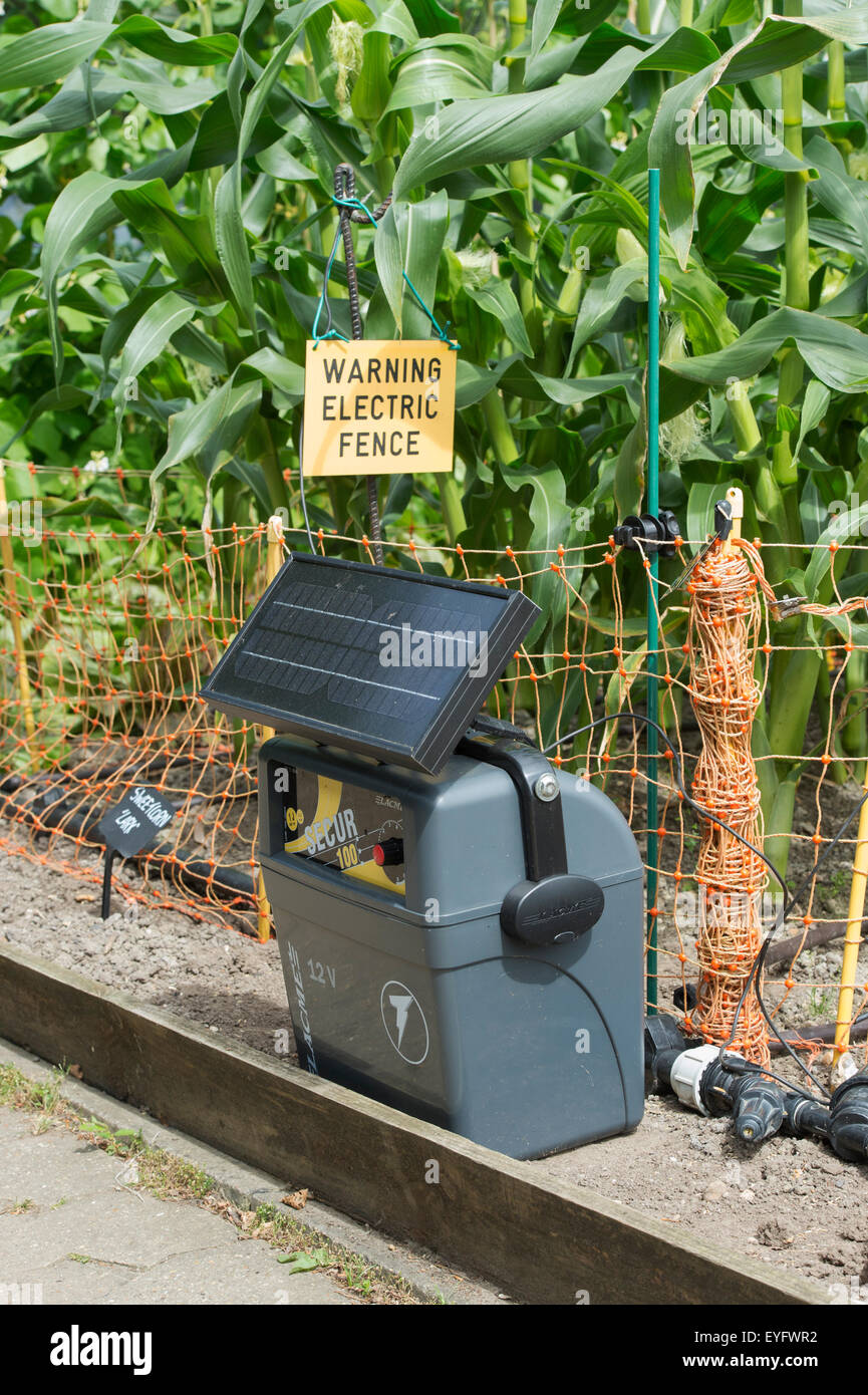 Solare portatile batteria di alimentazione unità e recinto elettrico attorno ad un raccolto di mais nel giardino vegetale ad RHS Wisley Gardens. Regno Unito Foto Stock