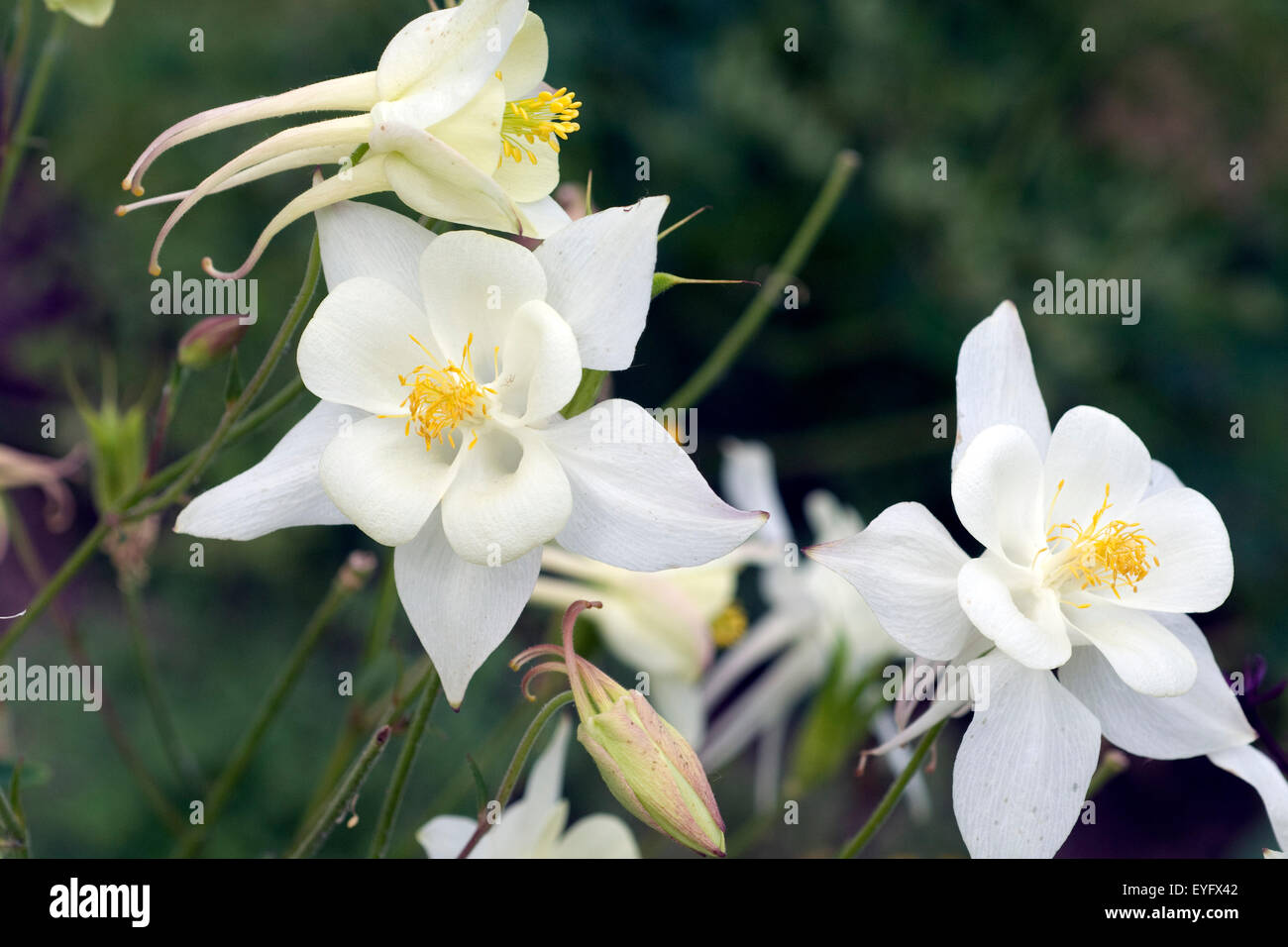 Akelei, Aquilegia, vulgaris, Foto Stock