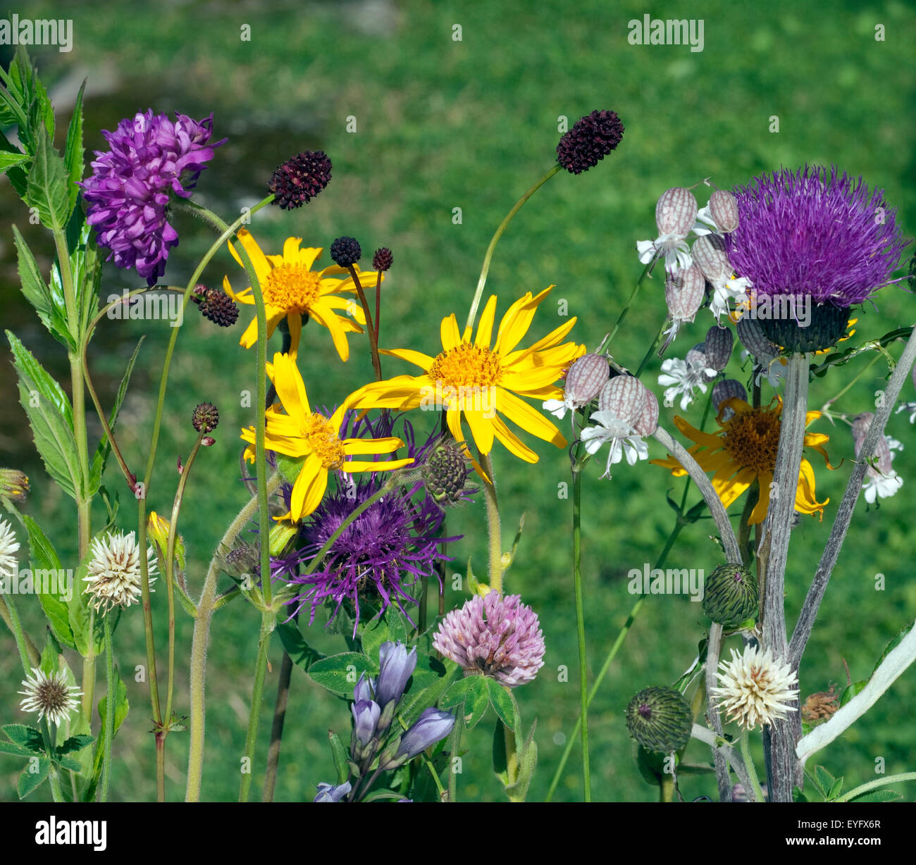 Alpenblumen, Blumenwiese, Foto Stock