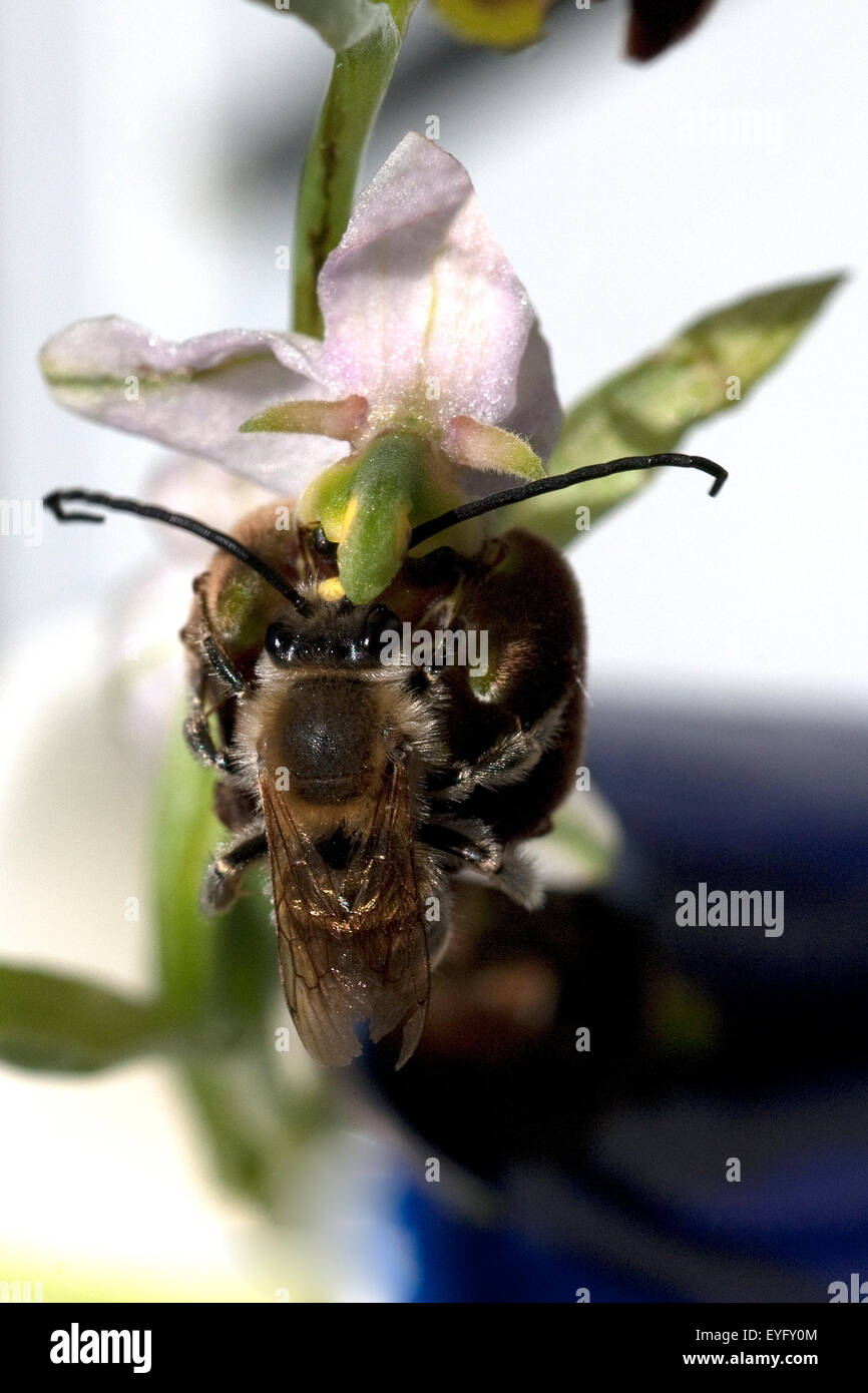 Bienen-Ragwurz, Ophrys apifera, Orchidee Foto Stock
