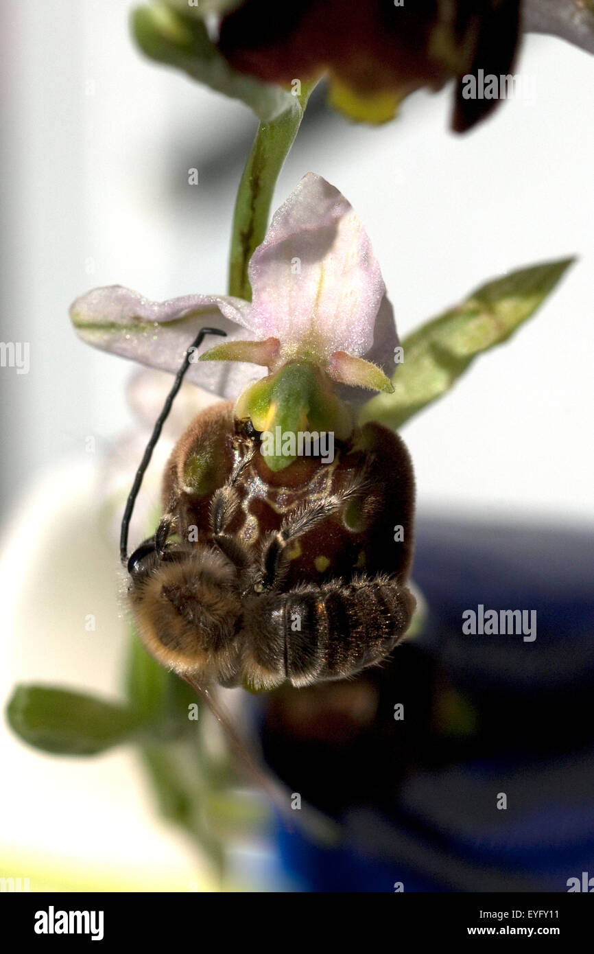 Bienen-Ragwurz, Ophrys apifera, Orchidee Foto Stock