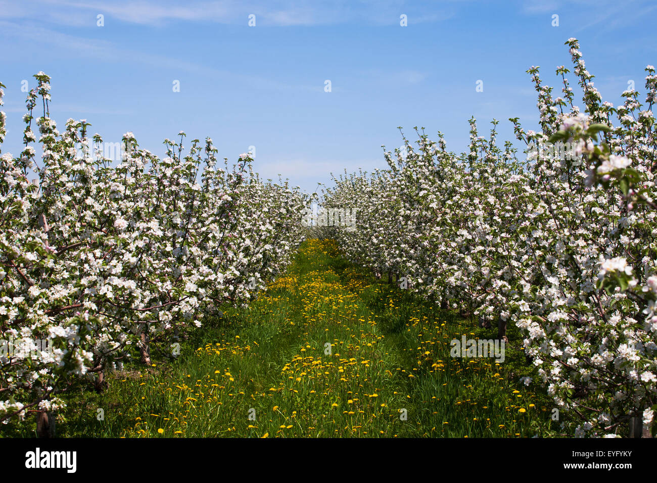 Apple orchard, fioriture, tarda primavera, San Paolo d'Abbotsford, Eastern Townships, Quebec, Canada Foto Stock