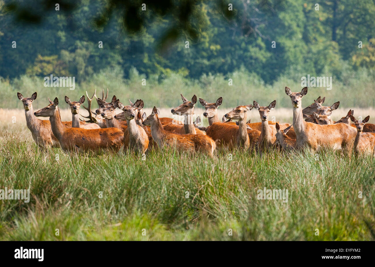Il cervo (Cervus elaphus), allevamento, captive, Bassa Sassonia, Germania Foto Stock