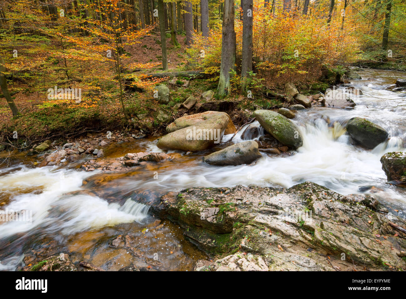 Ruscello di montagna Ilse in autunno, Ilse valley, Harz, Sassonia-Anhalt, Germania Foto Stock