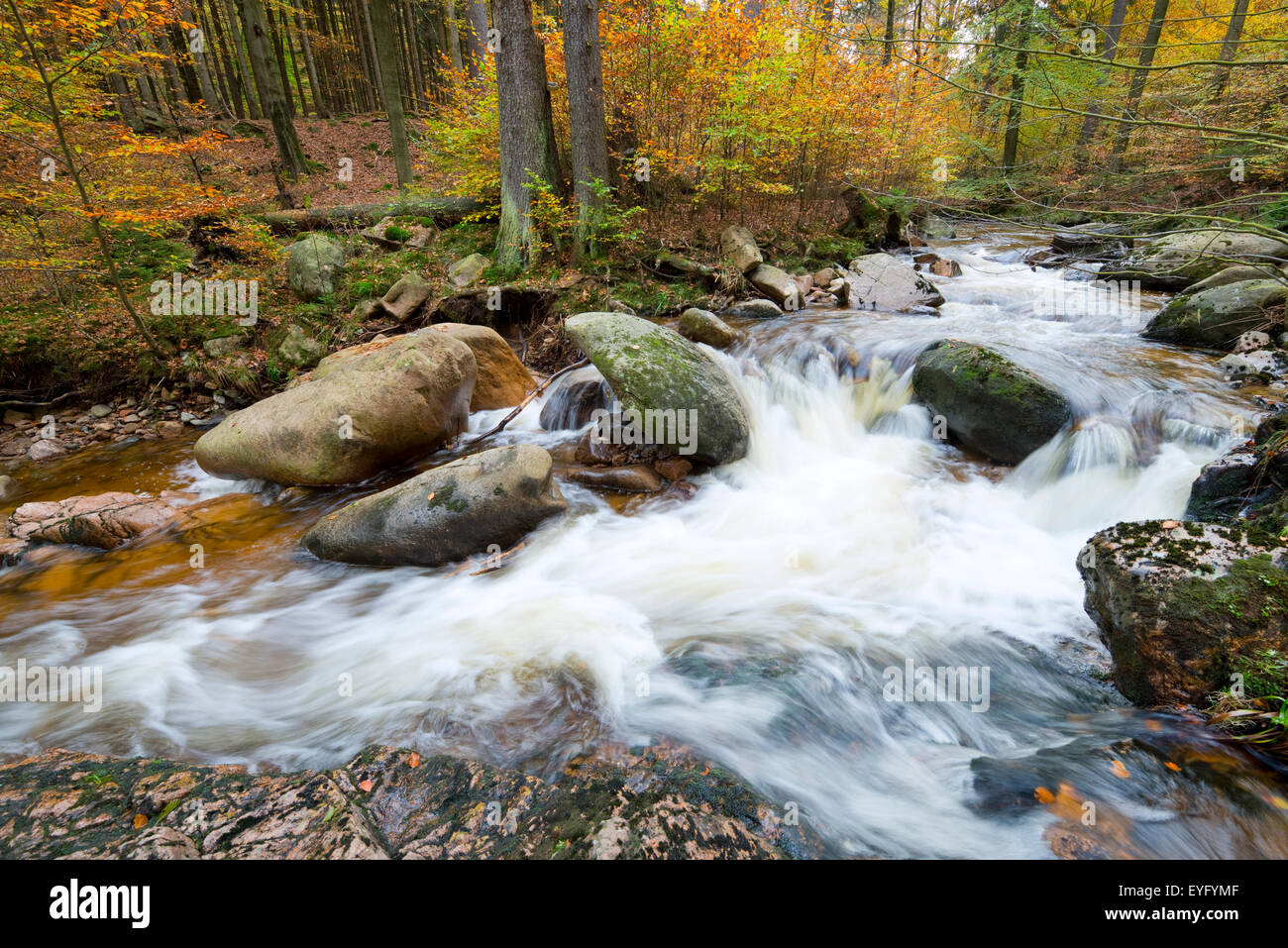 Ruscello di montagna Ilse in autunno, Ilse valley, Harz, Sassonia-Anhalt, Germania Foto Stock