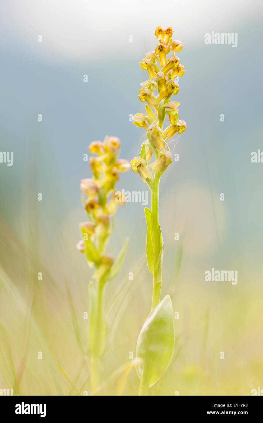 Frog orchid (Coeloglossum viride) in un prato alpino, Mallnitz, Carinzia, Austria Foto Stock