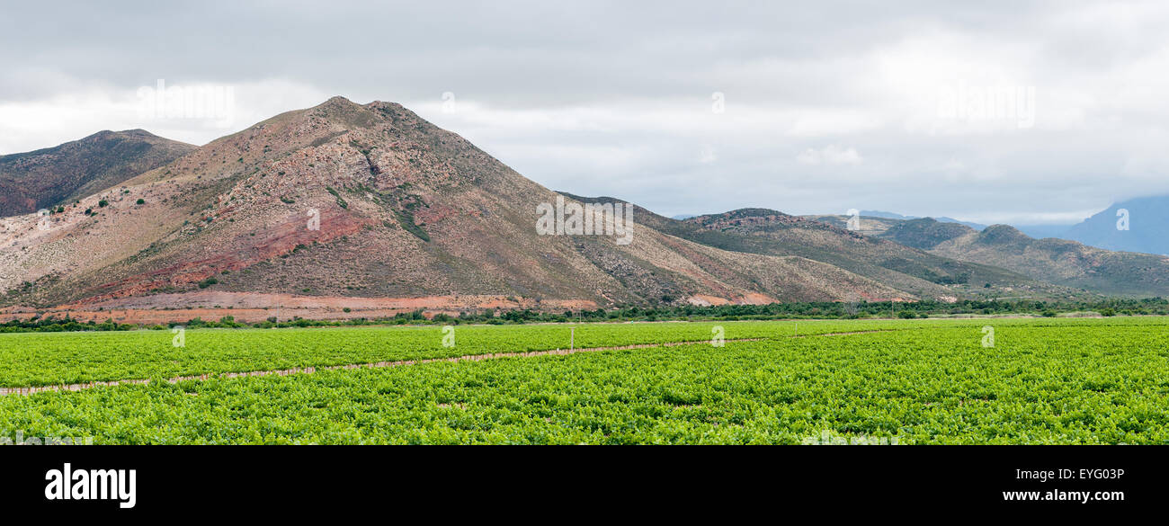 Vista attraverso i vigneti vicino a Worcester in Western Cape Foto Stock