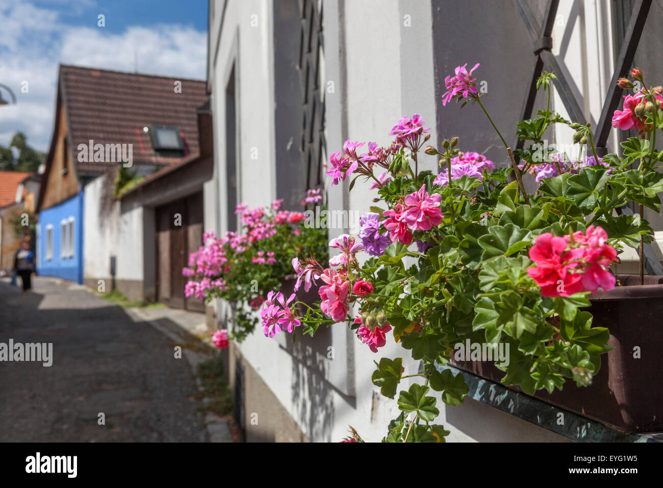 Città vecchia fiori di strada vaso di Pelargonium finestra Pelargoniums davanzale Boemia meridionale Repubblica Ceca Europa vaso di Geranio fiori di Pelargonium fioritura Foto Stock