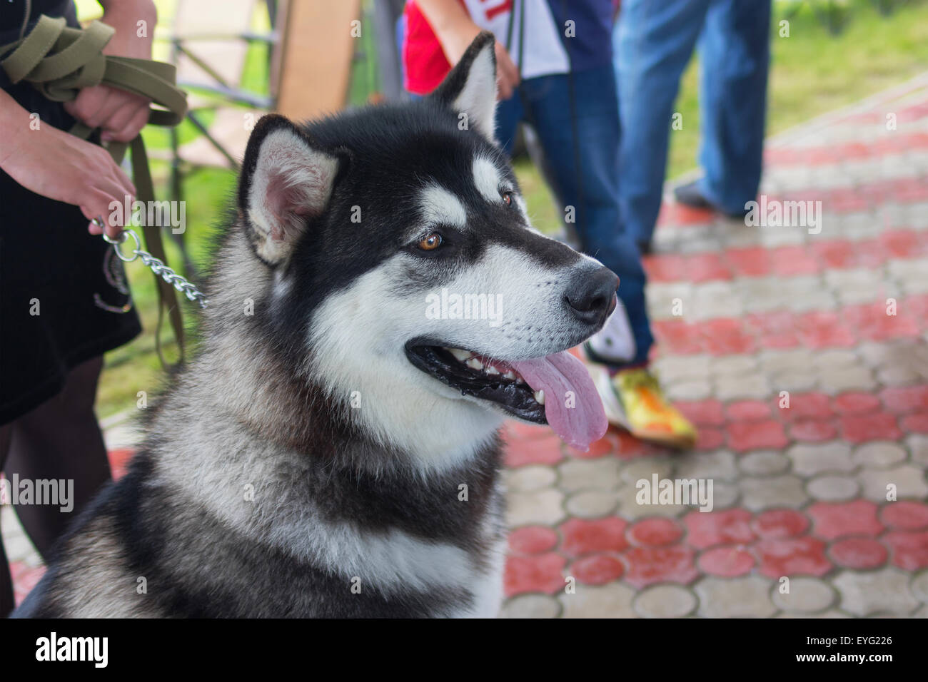 Ritratto di strada di splendidi Alaskan Malamute Foto Stock