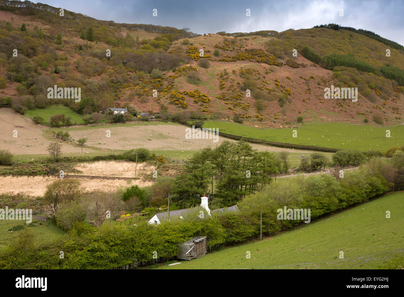 Regno Unito Galles, Gwynedd, Dolgoch, terreni agricoli in Snowdonia pedemontana accanto a Tal-y-Llyn Railway Foto Stock