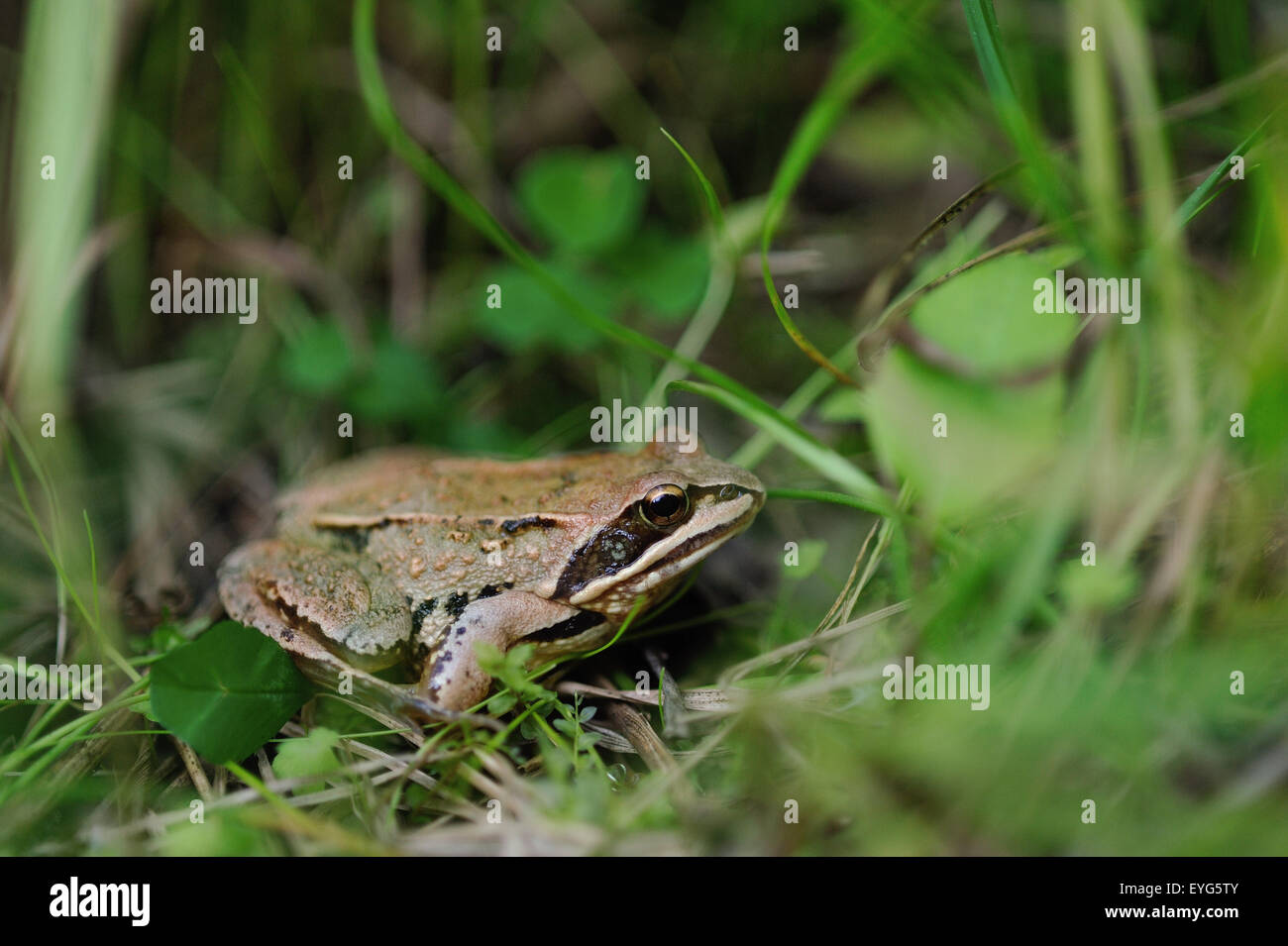 Frog. Chiuda in su. Foto Stock