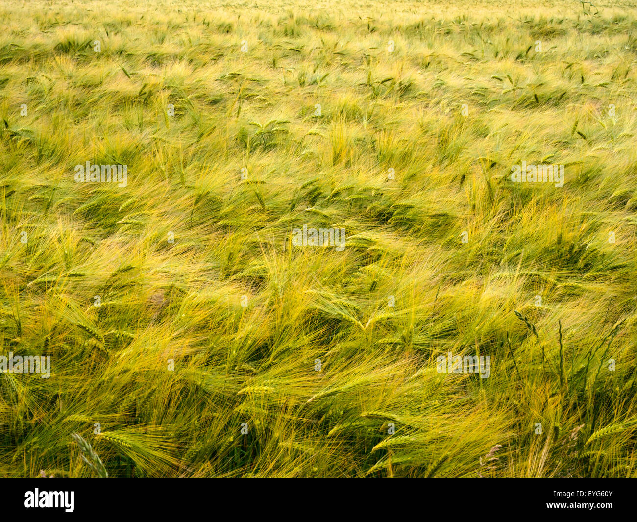 Campo di orzo acerbo vicino a camminare sul mare Northumberland Inghilterra Foto Stock