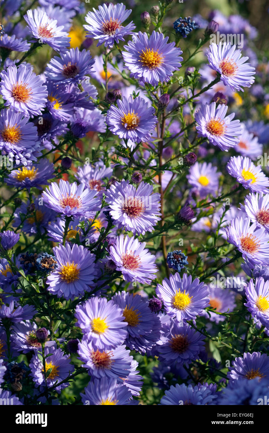 Herbst Aster Foto Stock