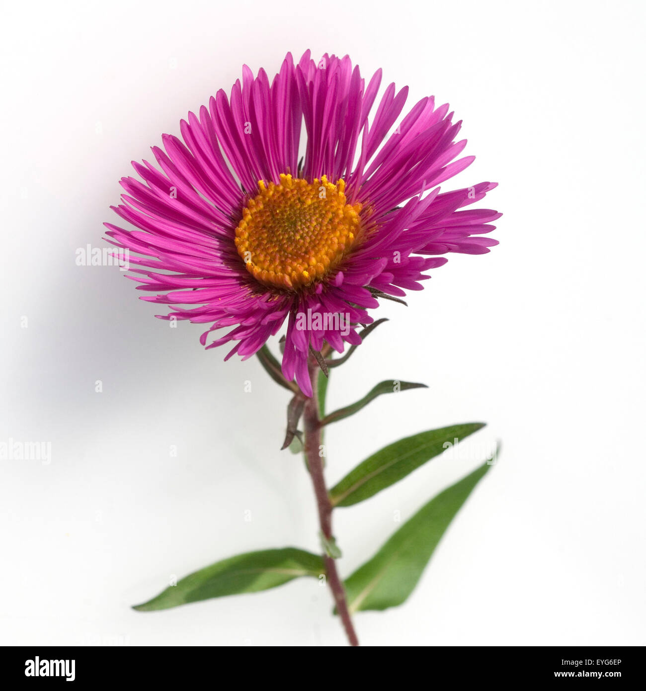 Herbst Aster Foto Stock