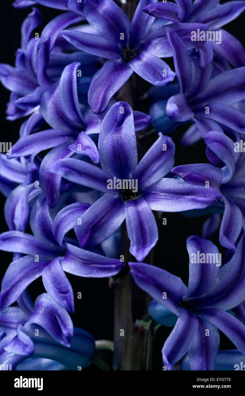Hyazinthe, Hyazinthus orientalis, Foto Stock